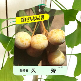 楽天市場 祖父江町 銀杏の通販