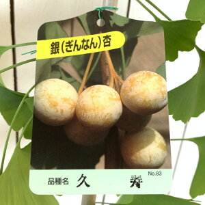  c v 13.5cm|bgc イ 傤 c C`E Ȃ Mi