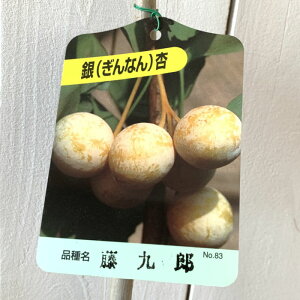  c Y 12cm|bgc Ƃ낤 傤 c C`E Ȃ Mi gv