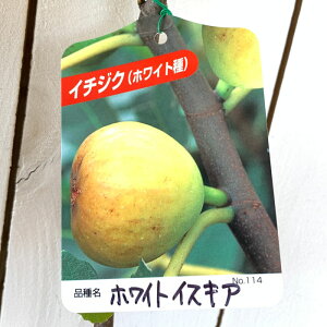 イチジク 苗の人気商品 通販 価格比較 価格 Com イチジク 苗の人気商品 通販 価格比較 価格 Com