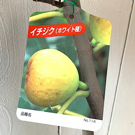 楽天市場 いちじく 栽培 寒冷 地の通販