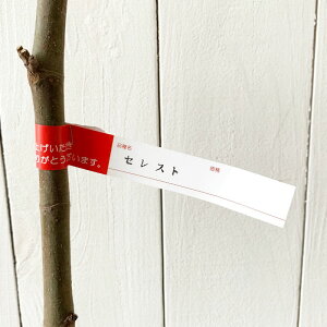 C`WN c ZXg 13.5cm|bgc  c ԉ gv