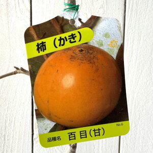 Ê` c ÕS 12cm|bgc ܂ЂႭ JL c  gv