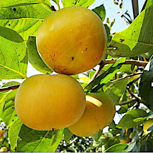 Ê` c H 12cm|bgc イ JL c  gv