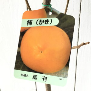 Ê` c xL 12cm|bgc ӂ䂤 JL c  gv