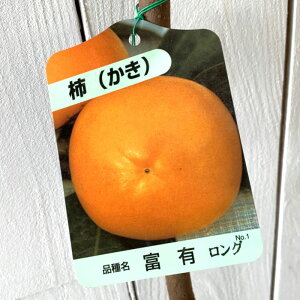 Ê` c xL 12cmO|bgc ӂ䂤 JL c  gv