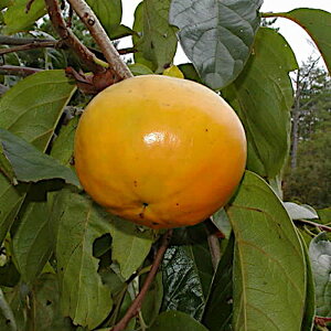 Ê` c ͂ 12cm|bgc JL c  gv