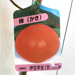 Ê` c ɓ 12cmO|bgc JL c 