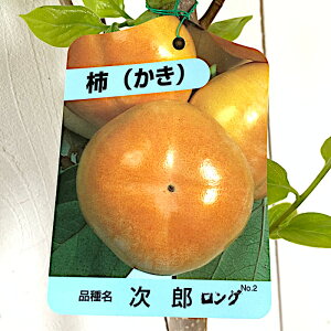 Ê` c Y 12cmO|bgc JL c  gv