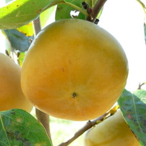 Ê` c MH(PVP) 12cmO|bgc イ JL c  o^i gv