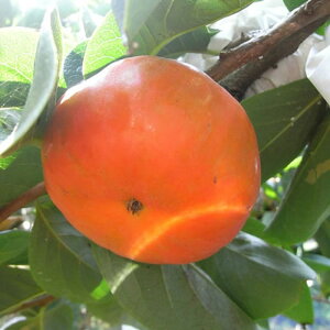 Ê` c H (PVP) 12cmO|bgc イ JL c  o^i