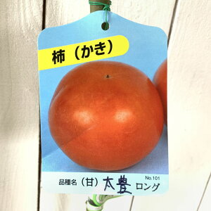 Ê` c L (PVP) 12cmO|bgc ق JL c  o^i