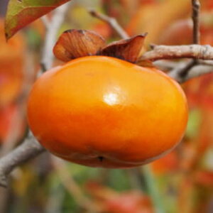 Ê` c [g (PVP) 12cmO|bgc 䂤ׂ JL c  o^i