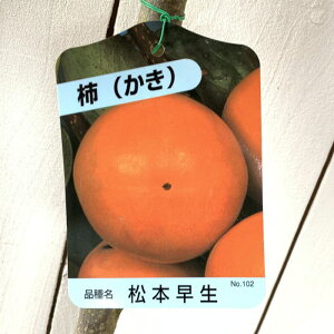 Ê` c {xL 12cm|bgc ܂Ƃ킹ӂ䂤 JL c  gv