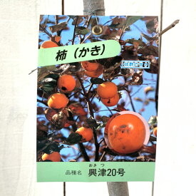甘柿 苗木 興津20号 12cmロングポット苗 おきつ20ごう カキ 苗 かき gv