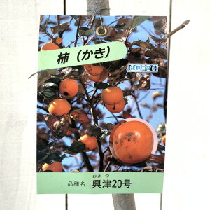 Ê` c 20 12cmO|bgc 20 JL c  gv