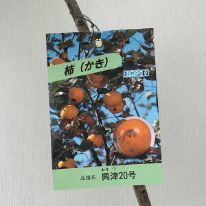 Ê` c 20 12cm|bgc 20 JL c  gv