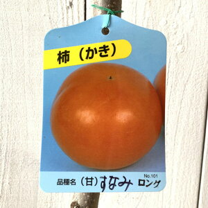 Ê` c Ȃ 12cmO|bgc JL c  gv