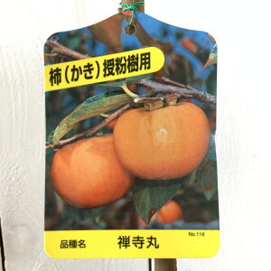 Ê` c T 12cm|bgc 񂶂܂ JL c  gv