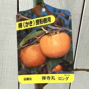 Ê` c T 12cmO|bgc 񂶂܂ JL c  gv