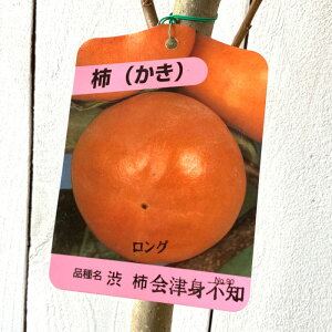 a` c Ðgsm 12cmO|bgc Â݂炸 JL c  gv