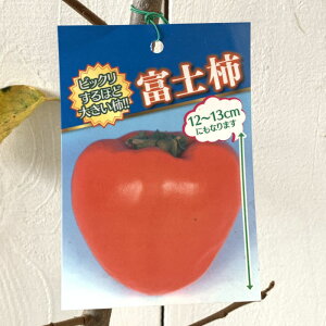 a` c xm` 12cmO|bgc ӂ JL c  gv