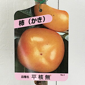 a` c j 12cmO|bgc Ђ炽˂Ȃ JL c  gv