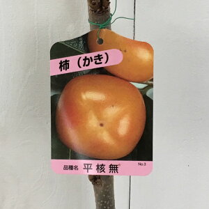 �a�` �c�� ���j�� 12cm�|�b�g�c �Ђ炽�˂Ȃ� �J�L �c ���� gv
