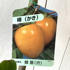 a` c I 12cm|bgc ͂ JL c  gv