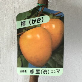 渋柿 苗木 蜂屋 12cmロングポット苗 はちや カキ 苗 かき gv