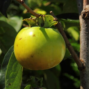 a` c  (PVP) 12cmO|bgc  JL c  o^i