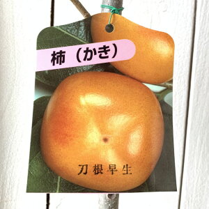 a` c  12cm|bgc Ƃ˂킹 JL c  gv