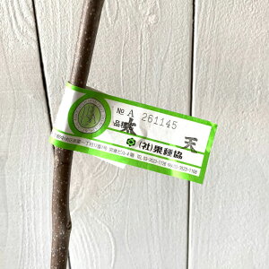 �a�` �c�� ���V (PVP) 12cm�����O�|�b�g�c �����Ă� �J�L �c ���� �o�^�i��