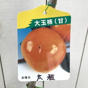 Ê` c  (PVP) 12cmO|bgc  JL c  o^i