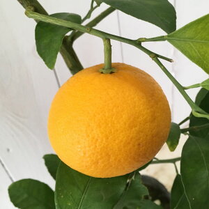 ݂ c É 13.5cm|bgc ܂Ȃ ~J c  gv