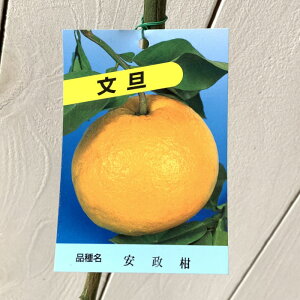 U ڂ c  13.5cm|bgc 񂹂 u^ U{ c gv