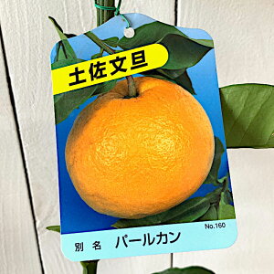 U ڂ c yU 13.5cm|bgc p[J u^ U{ c