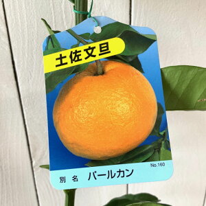 U ڂ c yU 13.5cm|bgc p[J u^ U{ c