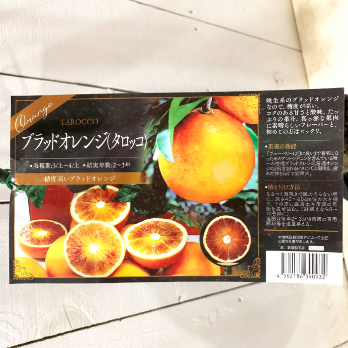 苗 ブラッドオレンジ苗木の人気商品・通販・価格比較 - 価格.com