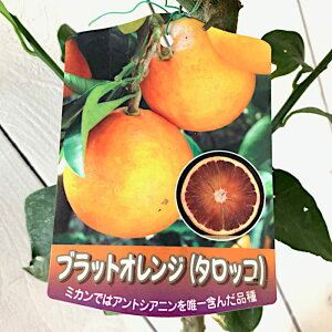 ブラッドオレンジ 苗木 タロッコ 13.5cmポット苗 オレンジ 苗 gv