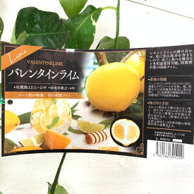 楽天市場 ライム 鉢植えの通販 楽天市場 ライム 鉢植えの通販