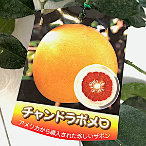 文旦 Diy 工具の人気商品 通販 価格比較 価格 Com