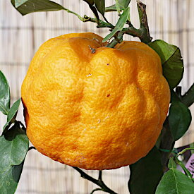 香酸柑橘 苗木 だいだい 13.5cmポット苗 橙 酢橙 香酸柑橘 苗 gv