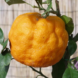 _k c  13.5cm|bgc  | _k c gv