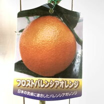 楽天市場】バレンシアオレンジ 苗の通販