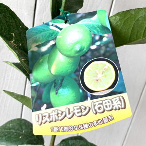  c X{ 15cm|bgc  c EG gv