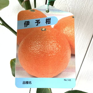 ݂ c ɗ\ 13.5cm|bgc 悩 ~J c  gv