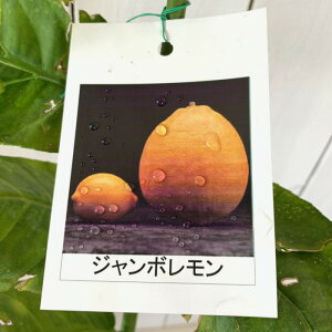  c W{ 13.5cm|bgc  c EG gv