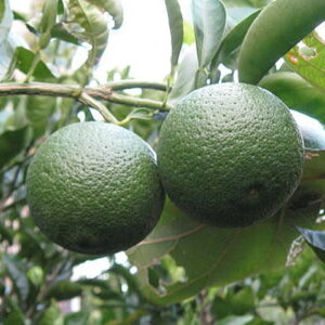 _k c J{X 13.5cm|bgc _k c gv