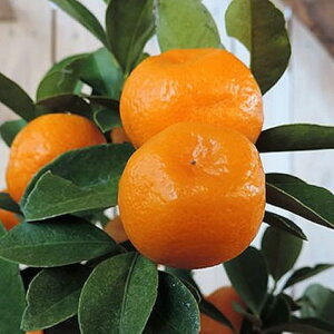 LJ c   13.5cm|bgc 񂩂 c  gv